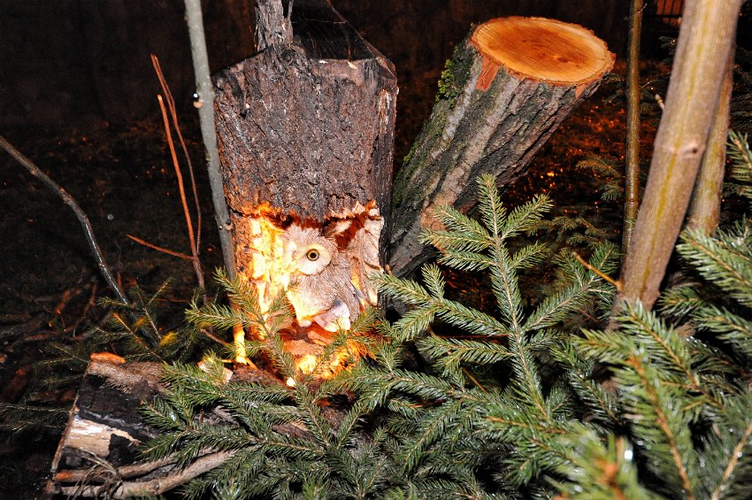 81 Natale nel bosco.JPG